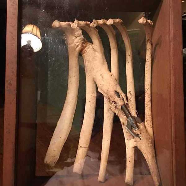 野生鹿肋骨被铁箭贯穿 伤口愈合后竟形成金属骨骼!