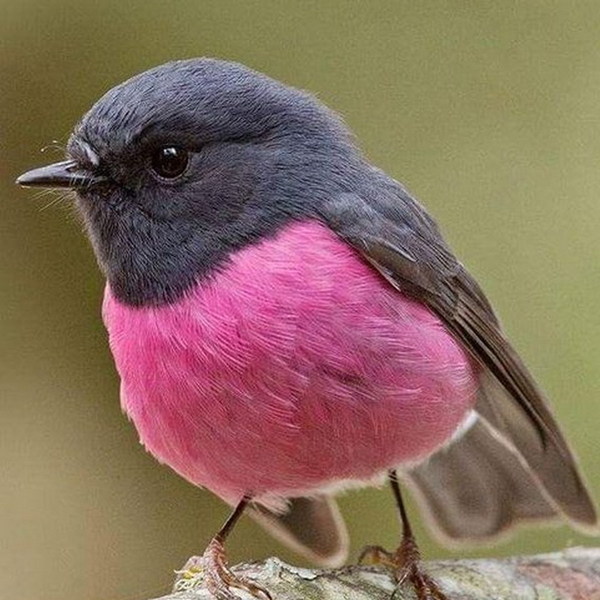 【twitter 疯传】澳洲知更鸟 pink robin 超可爱!全因