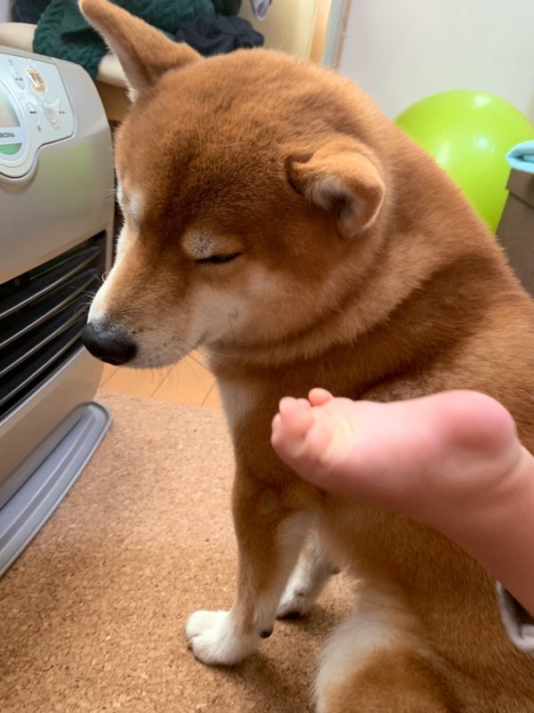 柴犬一脸无奈配上不屑的眼神