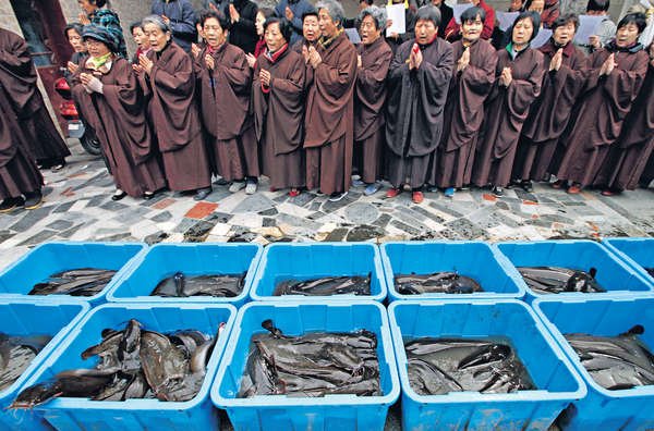 華每年放生2億動物 恐釀生態大災難