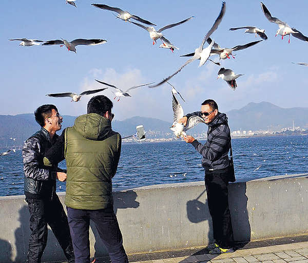 缺德遊客捉鳥自拍捱轟