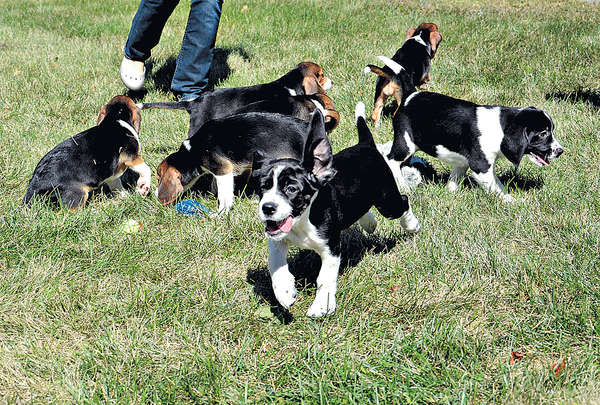 一胎7隻 全球首批試管狗誕生