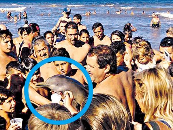 阿根廷泳客爭影相 玩死海豚棄沙灘