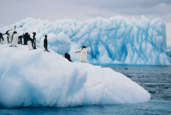 暖化加劇南極首錄17.8℃