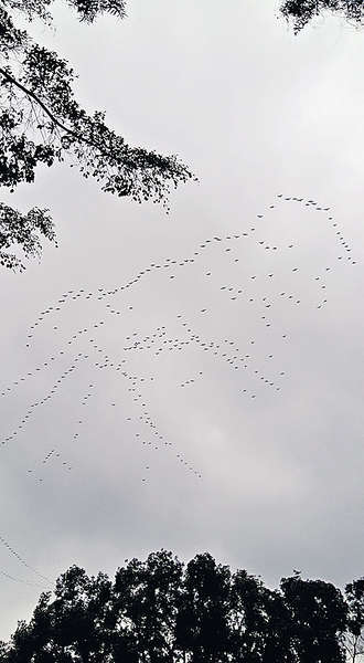 鳥群振翅高飛 景致如山水畫
