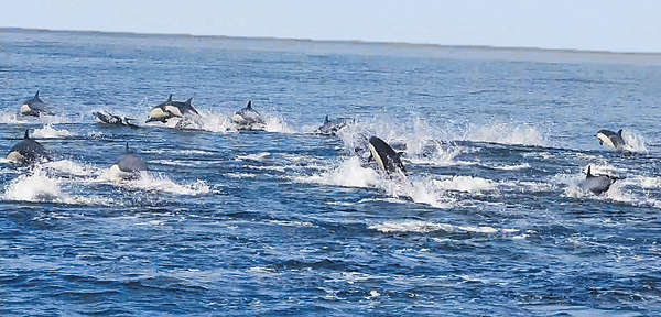 數百海豚齊「跳水」