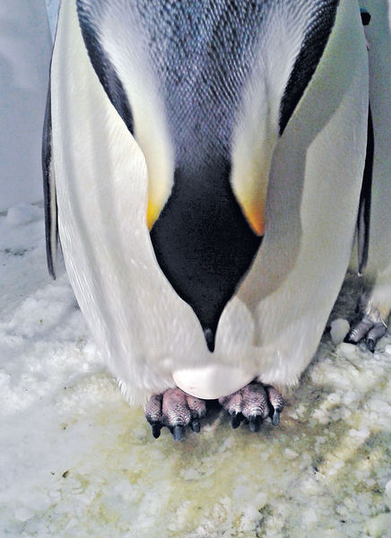 長隆企鵝連誕7蛋破紀錄
