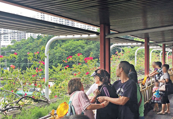 藏獒咬傷鄰居判罰款 狗主激動圖跳橋