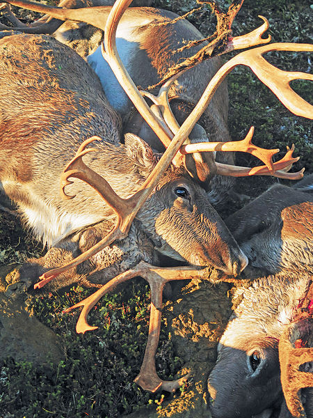 挪威逾300馴鹿 集體遭雷劈死