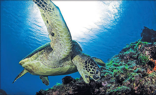 海龜天堂：小琉球