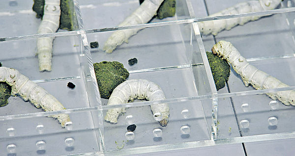 港生太空項目 蠶寶寶「天宮」吐絲結繭