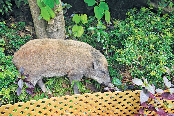 fb關注組召集市民「守豬」 漁護西貢獵野豬行動取消