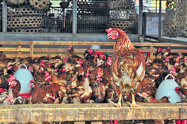 內地H7N9疫情恐升溫 湖北貴州再增2宗