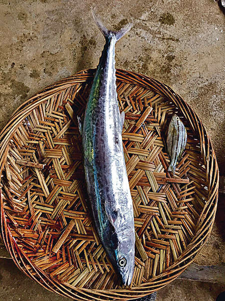 馬鮫魚 晴報 生活副刊 專欄 D