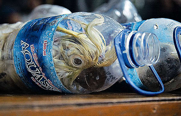 瀕危鸚鵡塞膠樽走私