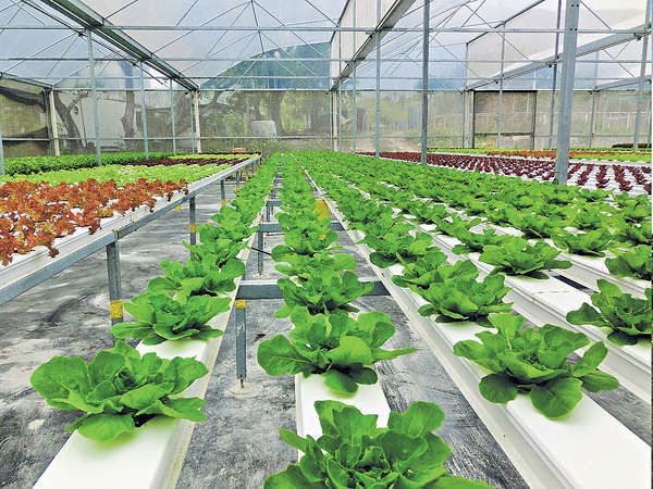水耕菜不環保 碳排放高農場13倍