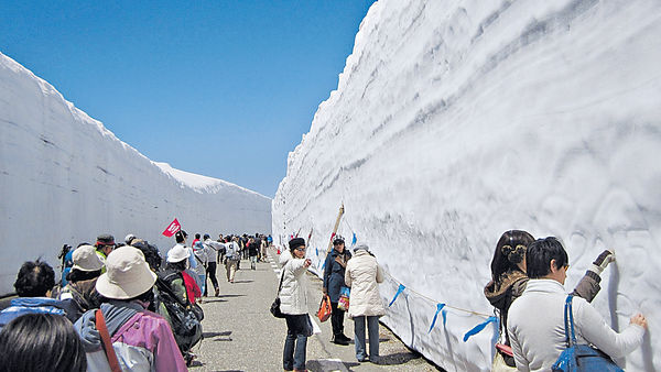 立山黑部4月開山 剷雪車闢15米高牆