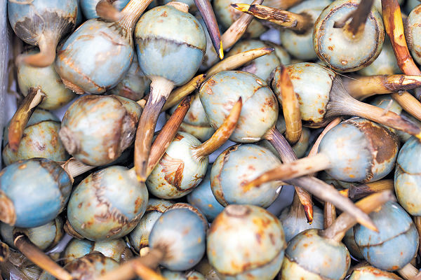 慈菇餅和臘鴨尾