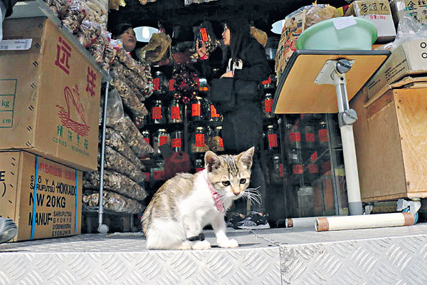 疑被當流浪動物帶走 海味店貓女失而復得