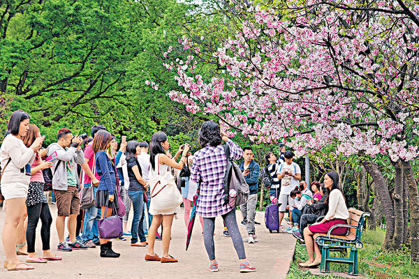 台陽明山花季開鑼 櫻花月底盛放