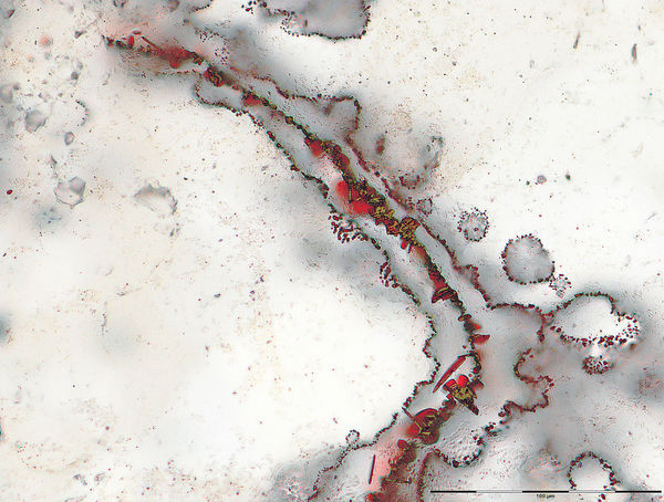 43億年細菌化石出土 地球形成即誕生命