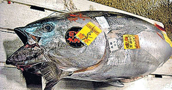 壽司刺身需求大 藍鰭吞拿魚瀕危