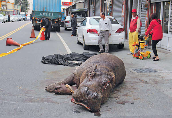 兩度重摔 台跳車流淚河馬猝死
