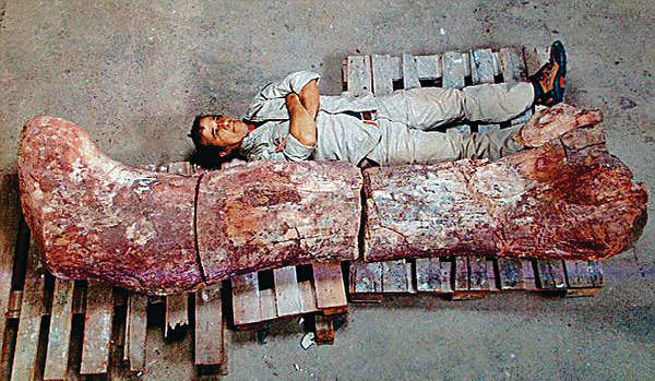 身高7層樓 最大恐龍化石出土