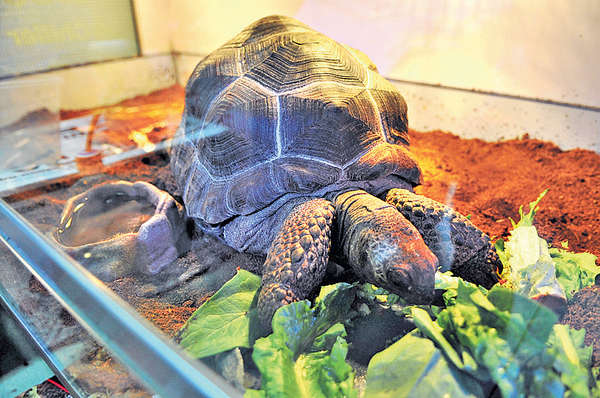 值10萬鎮店巨龜被偷