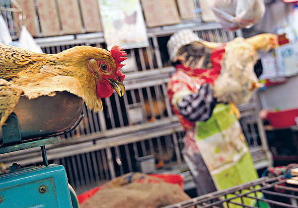 上月深圳劏雞煮食 印傭染H7N9危殆