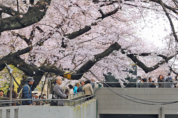 東京櫻花搶閘綻放