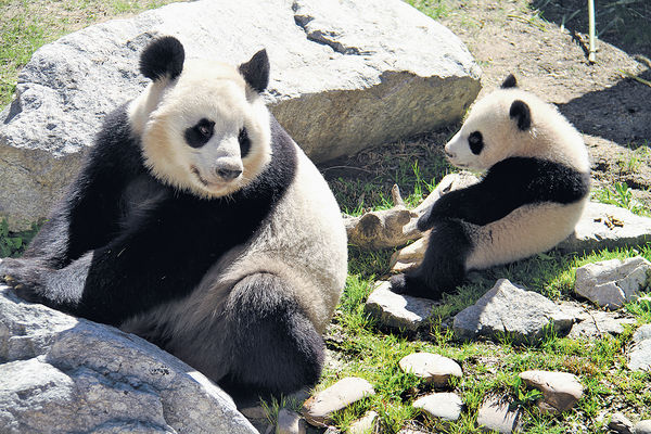 西班牙熊貓寶寶「竹莉娜」首亮相