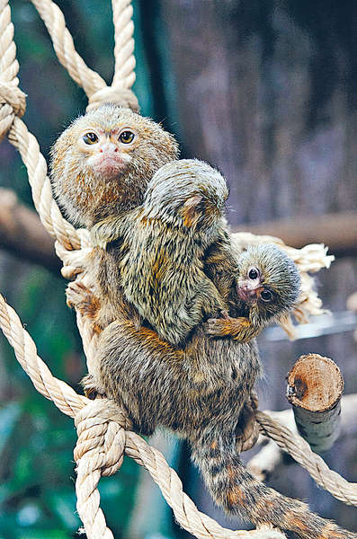 海洋公園侏狨猴孖B滿月