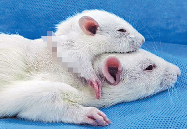 人頭移植「預演」 意中醫生合作 雙頭鼠存活36小時