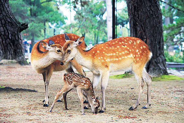 輕遊奈良神鹿公園