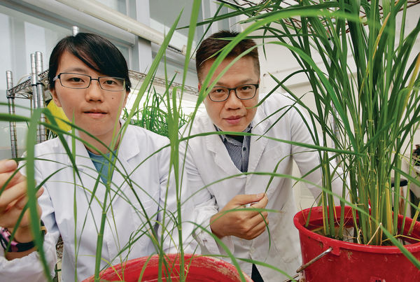 禾稈變珍珠 製生物燃料成效佳