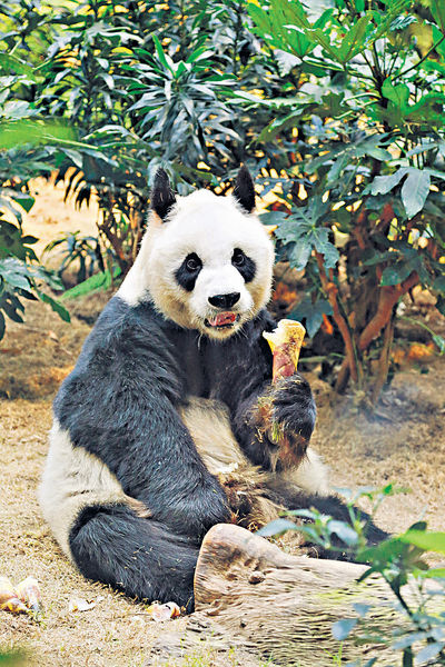 設計T恤 賀熊貓生日 贏$6000連海洋公園入場證