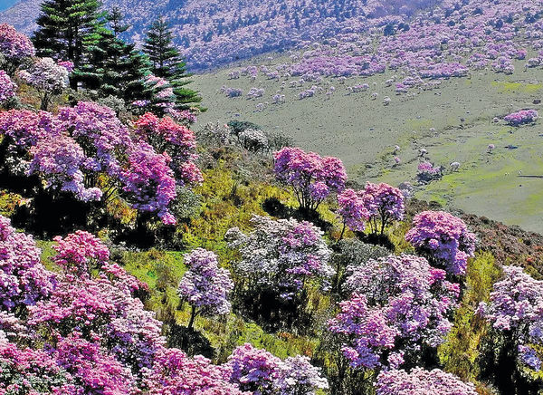 川最美杜鵑花海遭蹂躪 遊客折花燒烤