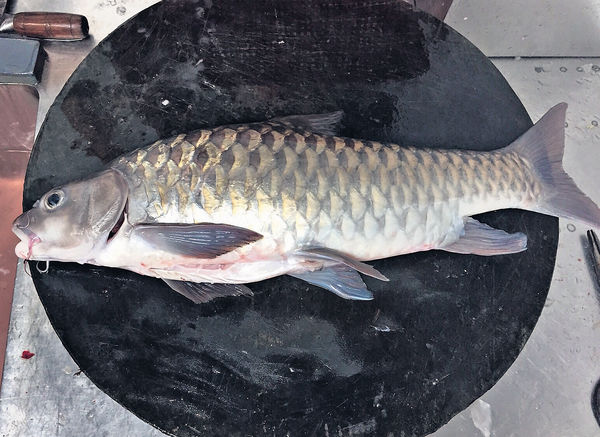 中華滙館 嘗「忘不了」河魚