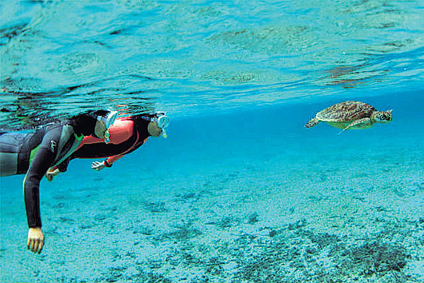蔚藍奄美大島 與海龜暢泳