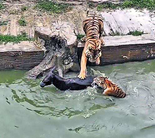 江蘇動物園活驢餵虎 場面殘忍惹爭議