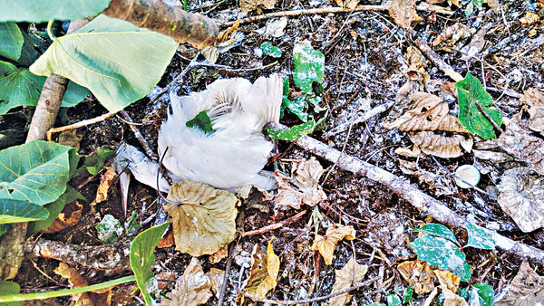 康文署粗暴剪樹毀巢 鷺鳥BB墮地亡