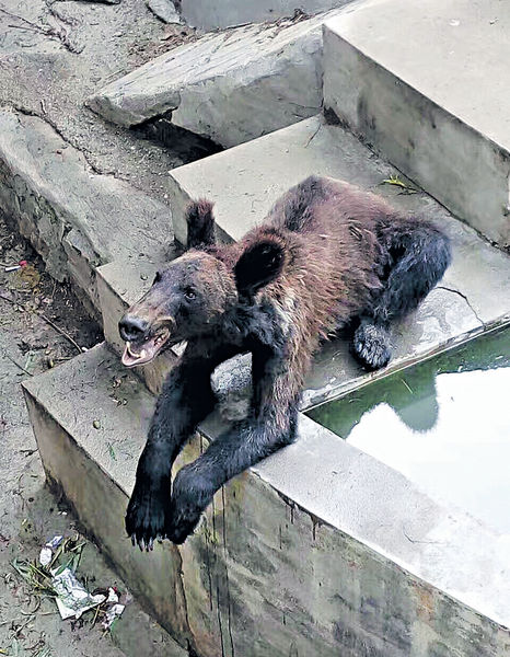 河南棕熊皮包骨 動物園︰幼熊不囤脂肪