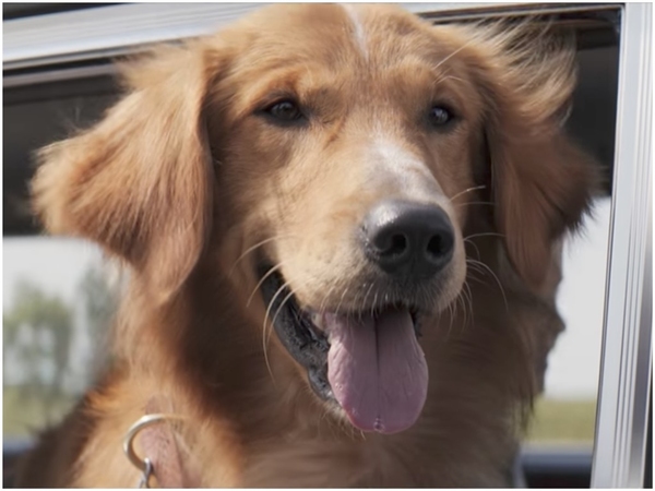 dog) 大家認識的德國牧羊犬,就是平常常見的警犬品種之一,在狗只智商