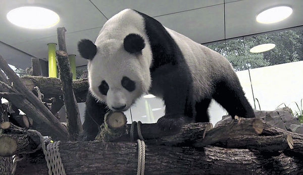 旅德大熊貓探索新家