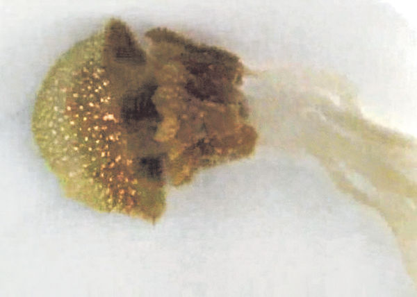 泰南現毒水母 3分鐘可殺人