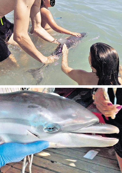 西班牙小海豚 疑遭泳客「玩死」