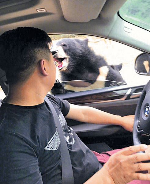 猛獸區擅開車窗 京遊客遭黑熊咬傷