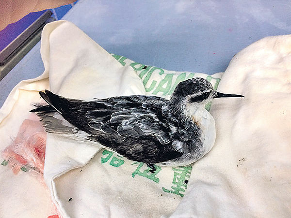颱風襲港受傷 數十隻野鳥獲救