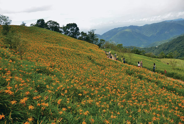 夏遊台東 投奔金針花海